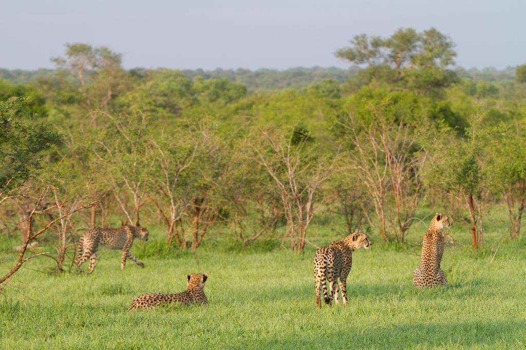 שמורת מאניילטי Buffelshoek Tented Camp מראה חיצוני תמונה